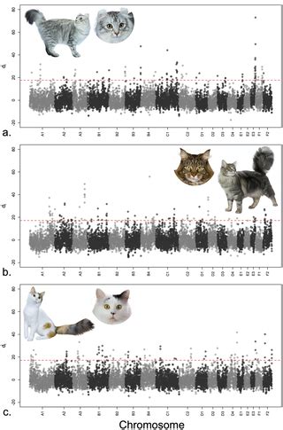 Patterns of allele frequency differences among domestic cat .